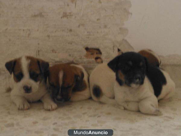 CACHORRO DE BODEGUERO BUSCA DUEÑO