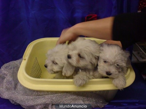 BICHON MALTES, perros, cachorros, criadero, venta.   Preciosa camada, se entrega a partir de los 2 meses. Somos un criad