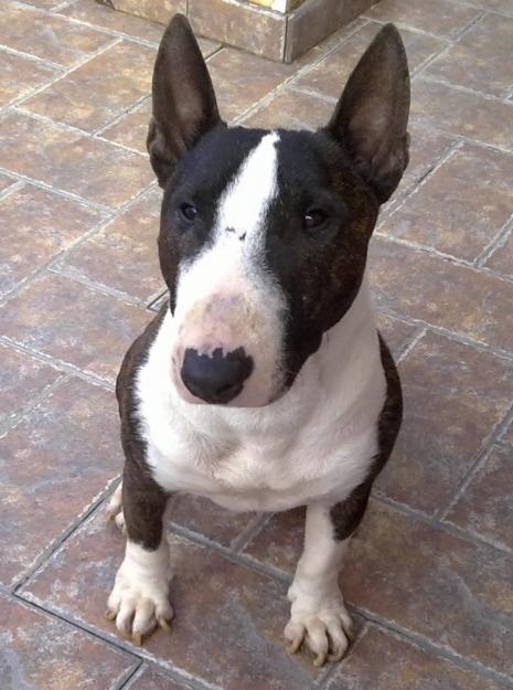 Bull Terrier miniatura negro atigrado macho con pedigree para montas.