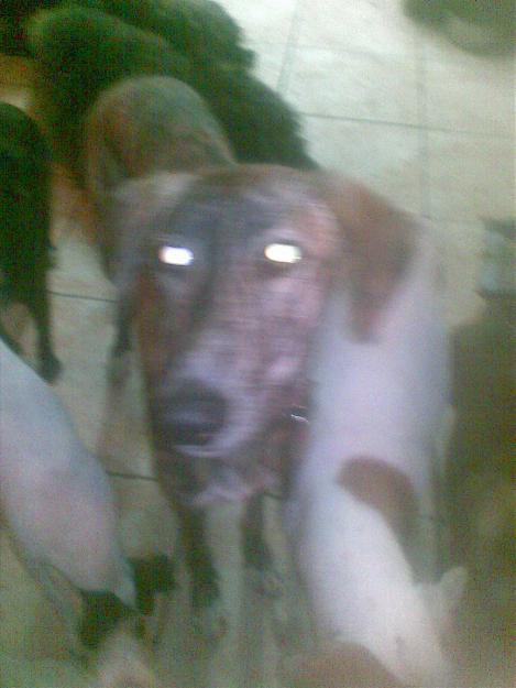 busca hogar cruce de galga de 1 año