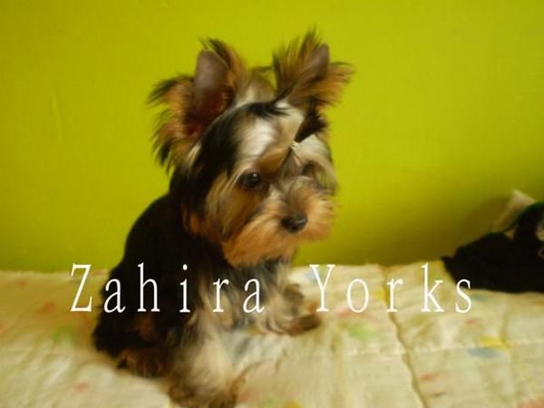 Cachorrito yorkshire, 4 mese 1 semana, 1 kg 400g -700 euros