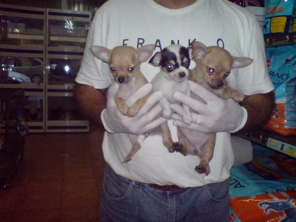 CACHORRO DE CHIHUAHUA MACHO, OFERTA 550 EUROS