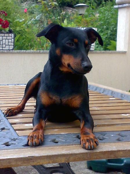 Cachorros de MINI PINSCHER con pedigree de la RSCE