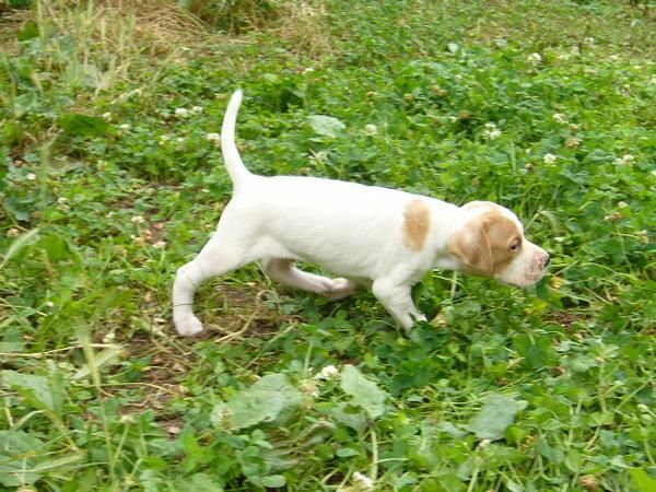 Cachorros Pointer, pedigree.