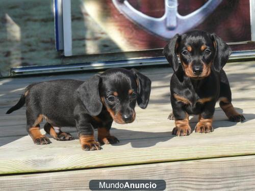 Teckel Kaninchen pelo corto