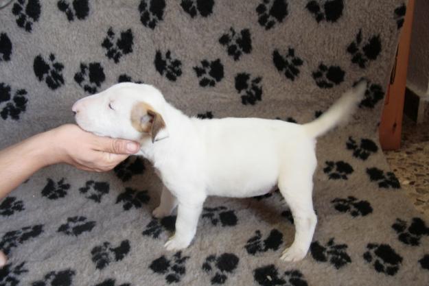 Bull Terrier cachorros calidad espectaculares