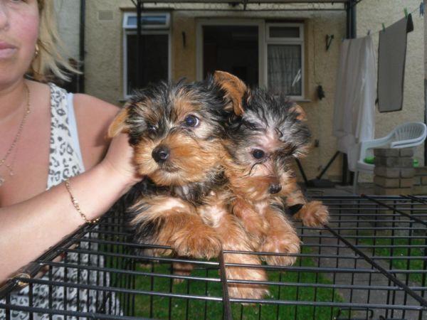 Cachorros Teacup Yorkshire Terrier Diminuto listos para ir