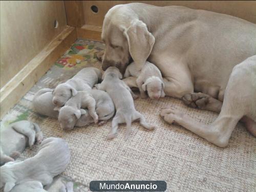 CACHORROS WEIMARANER A EXCELENTE PRECIOn6666666666666