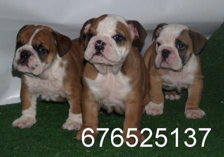 Preciosa camada de Bulldog Ingles. Zaragoza