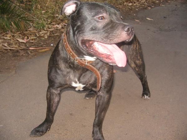 Staffordshire bull terrier 1 año busca novia.