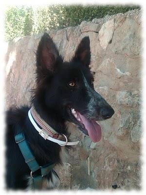 PERRO EN ADOPCIÓN