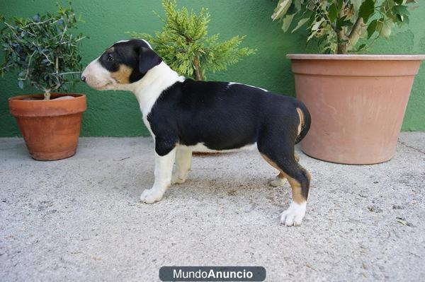 Bull terrier, cachorritos de primera calidad, en bcn, www.doogs.es