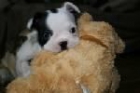 Bulldog Francés, pedigrèe impresionante - mejor precio | unprecio.es