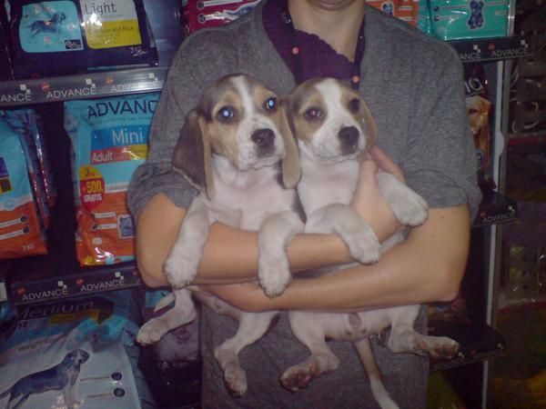 CACHORROS DE BEAGLE, MUY BONITOS 450 EUROS