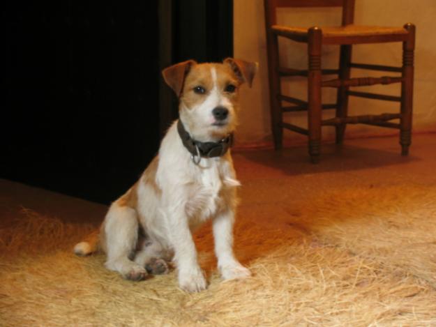 Cruzar Jack Russell