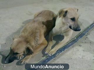 Dos cachorros que estan sobreviviendo a duras penas en la calle.