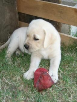 Excelentes cachorros raza Labrador