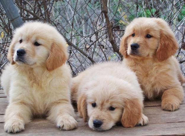 Golden Retriever cacchorros 290€