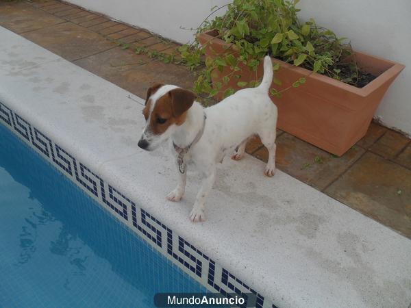 JACK RUSSELL DISPONIBLES PARA ENTREGAR