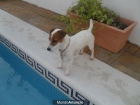 JACK RUSSELL DISPONIBLES PARA ENTREGAR - mejor precio | unprecio.es