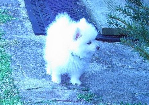 Pelusa Pomeranian Cachorros