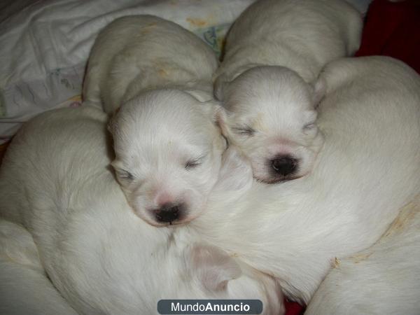 Preciosos cachorros de bichon maltes