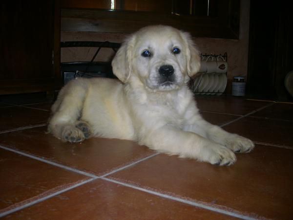 preciosos cachorros de GOLDEN CON PEDIGREE 390 EUROS