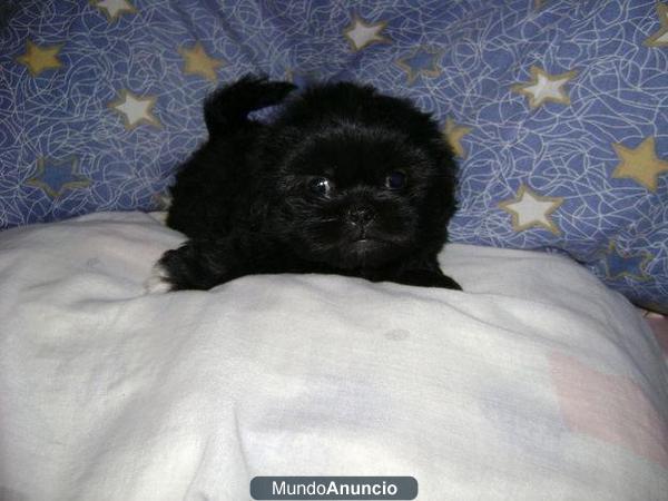 Shih tzu camada