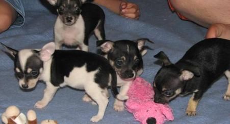 tenemos cuatro cachorros de chihuahua a los buenos hogares