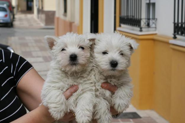 Tienda de animales vende cachorros