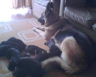 TU MEJOR REGALO.CACHORROS VARIOS CRUCES DE PASTOR ALEMAN 70E