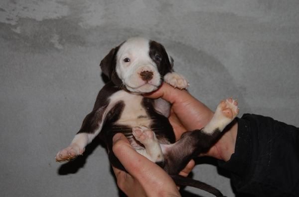 American pit bull terrier con pedigree