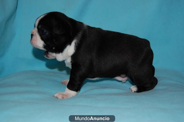 BOSTON TERRIER BUEN PRECIO!