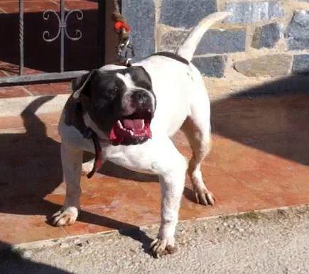 Cachorros pitbull RB defensa guarda compañia    .