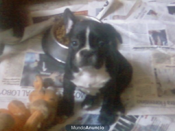 camada bulldog frances