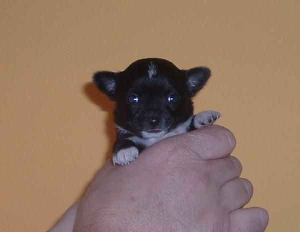 Chihuahua hembrita toy con pedigree de la RSCE