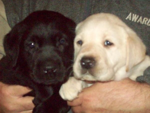 Nueva Camada de Cachorros de Labrador con  pedigree