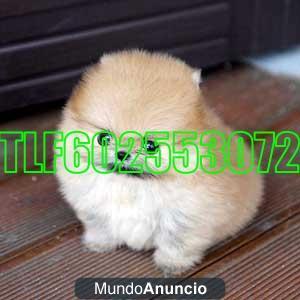 POMERANIA LULU 310€ TLF 602 553 072 SE PUEDEN FINANCIAR