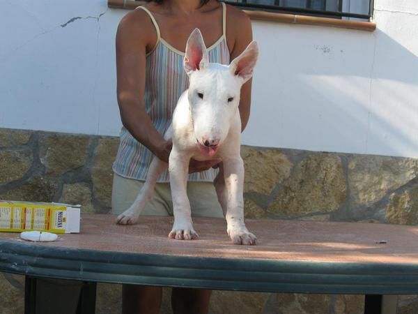 se vende cachorros de bull terrier