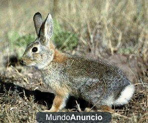 vendo conejos vivos de campo