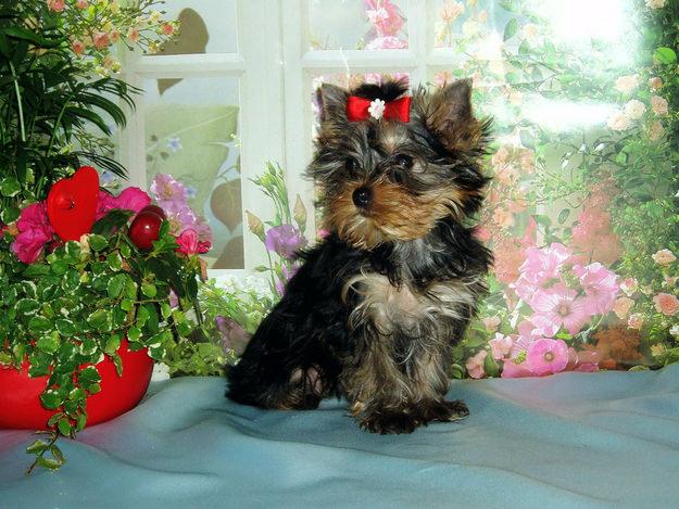 yorkshire terrier  con pelo largo