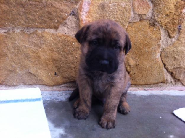 cachorros cruce de Shar-pei ,buscamos acogida o adopción