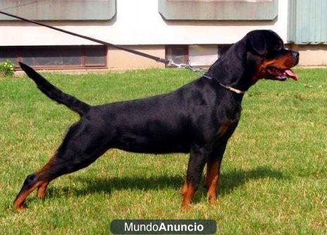 CACHORROS LISTOS PARA ENTREGAR