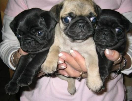 Carlinos Pug Cachorros de 1ª Calidad 100 e