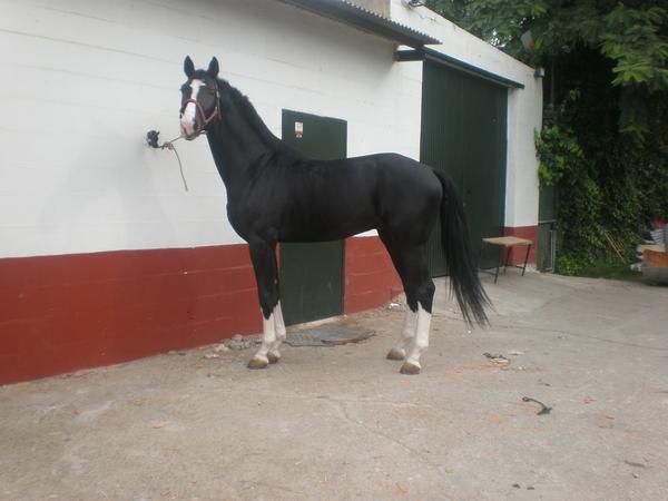 HANNOVERIANO negro cuatralvo , venta de semen Se vende semen de caballo negro cuatralbo. el precio es de 1200 por insemi