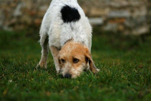 Nora, perrita jóven raza Grifón, necesita un hogar urgentemente