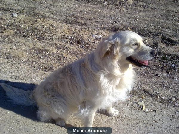 ofrezco GOLDEN de criadero para adopcion, zona Pozuelo