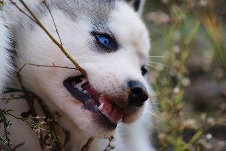 Se venden cachorros de husky