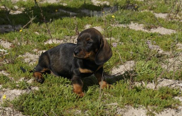 Teckel miniatura cachorros de gran calidad