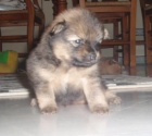 vendo cachorros pomeranias PRECIOSOS - mejor precio | unprecio.es